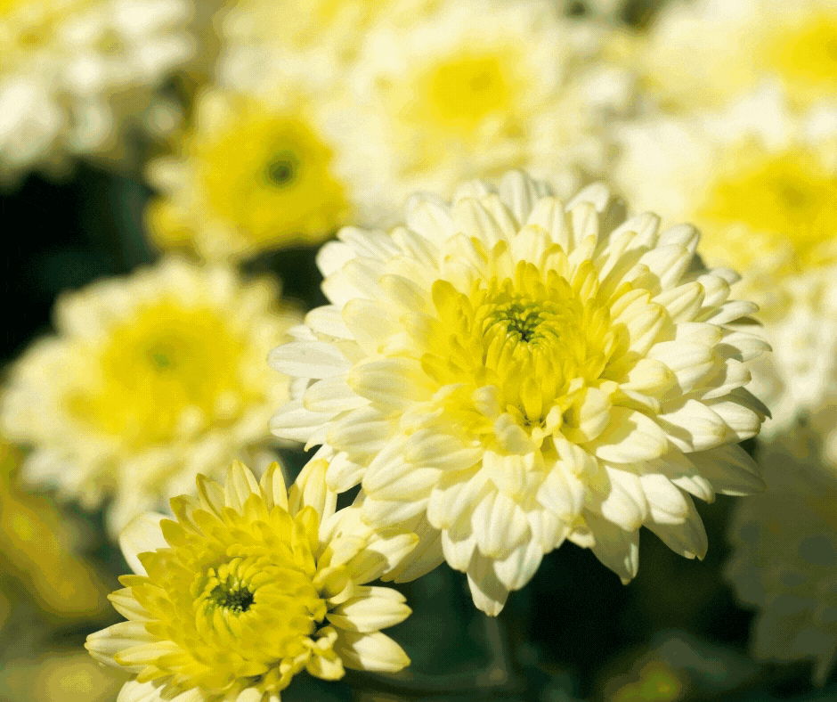 Home Remedy for Common Cold and Flu